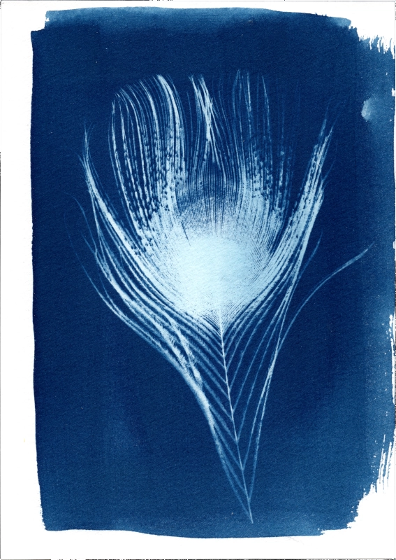 Cyanotype Plume de paon mâle réalisé par Martin Paon